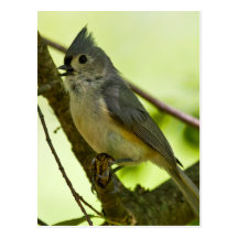 Springtime Song Post Cards