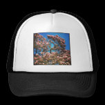 Square photo - Magnolia Blossom hats