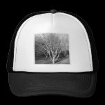Square Photo - Tree hats