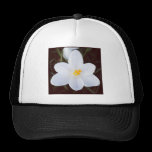 Square Photo - White Crocus hats