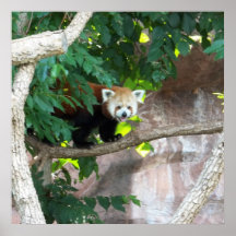 Square Red Panda Poster