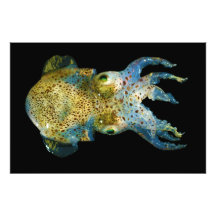 Squid Bobtail Dumpling Stubby Sepiola Atlantica Art Photo