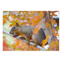 squirel with nut business card
