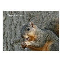 squirrel eating business cards