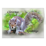Squirrel, Happy Christmas Card,