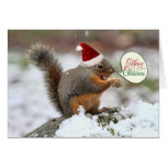 Squirrel in Snow Christmas Cards