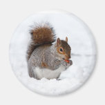 Squirrel in the Snow Refrigerator Magnets