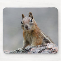 squirrel mouse mats