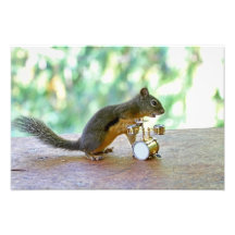 Squirrel Playing Drums Art Photo