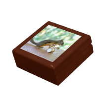 Squirrel Playing Drums Gift Box