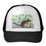 Squirrel Playing Drums Hat