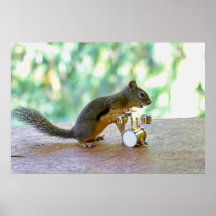 Squirrel Playing Drums Posters