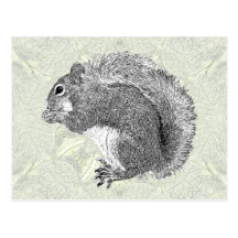 Squirrel Postcards