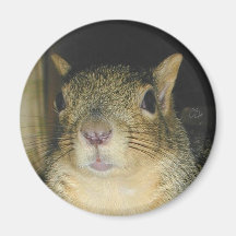 Squirrel Refrigerator Magnets
