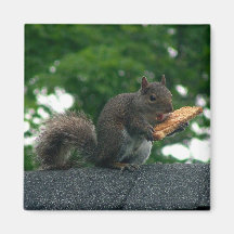 Squirrel with peanut butter sandwich magnets