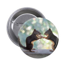 Squirrels Sharing a Peanut Photo Pinback Button