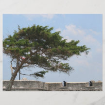 St Augustine Fort Tree  Castillo de San Marcos Flyers
