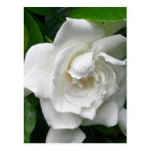 Stacey's Floral Design's Post Cards