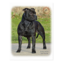 Staffordshire Bull Terrier Post Card