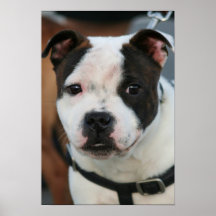 Staffordshire bull terrier posters