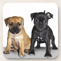 Staffordshire bull terrier puppies beverage coaster