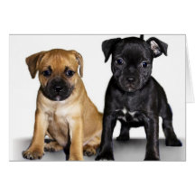 Staffordshire bull terrier puppies greeting cards