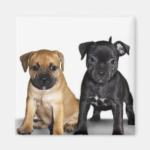 Staffordshire bull terrier puppies refrigerator magnet