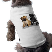 Staffordshire bull terrier puppies pet clothing