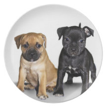 Staffordshire bull terrier puppies plate