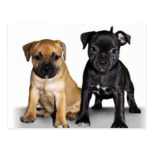 Staffordshire bull terrier puppies post cards