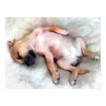 Staffordshire Bull Terrier Puppy posters