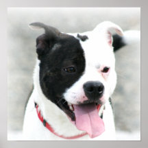 Staffordshire Bull Terrier smal poster
