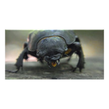 Stag Beetle Photo Cards