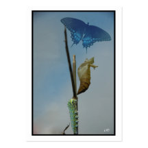 Stages~ Butterfly ACEO Artist Trading Cards Busine Business Cards