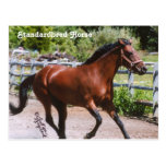 Standardbred Horse Postcard