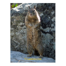 Standing Squirrel Postcards