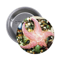 star fish pin