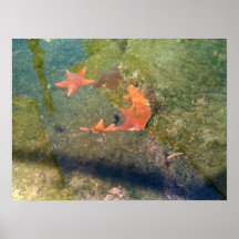 Star Fish Print