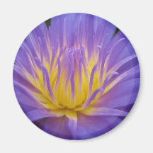 Star of Zanzibar Fridge Magnet
