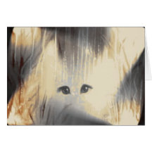 Starcat  cards