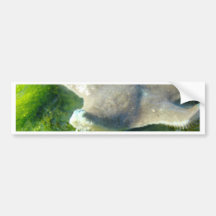 Starfish Bumper Sticker