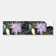 Starfish Bumper Sticker