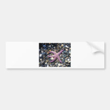 starfish bumper stickers
