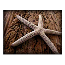 Starfish on Driftwood Post Card
