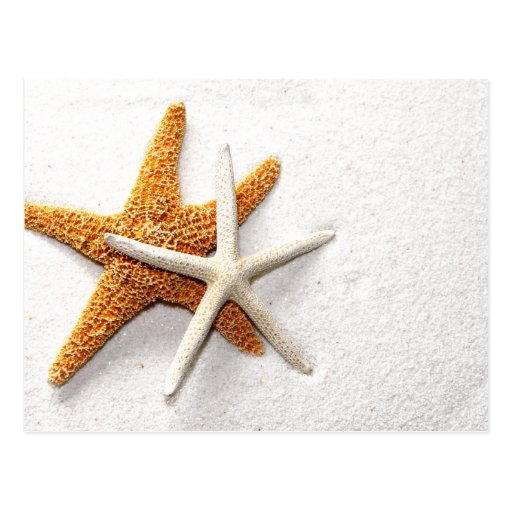 Starfish Postcard