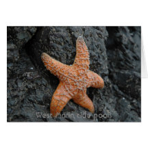 Starfish, West Marin tide pools Greeting Card