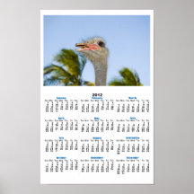 Staring Ostrich Poster Calendar