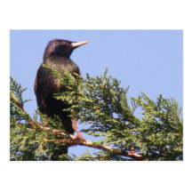 Starling in a Spruce Tree Postcard