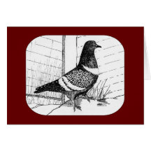 Starling Pigeon 1973 Card