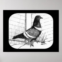 Starling Pigeon 1973 Posters